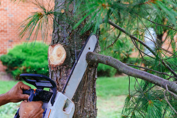 How Our Tree Care Process Works  in  Castle Pines Village, CO